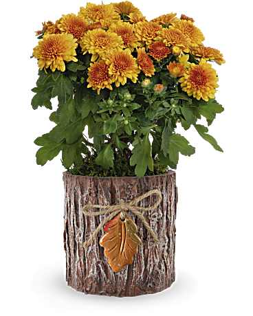 Autumn Harmony Chrysanthemum | Chrysanthemums | Same Day Flower Delivery | Yellow | Teleflora