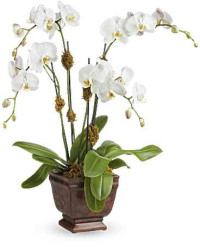 Blossoming Orchid Plant | Orchids | Same Day Flower Delivery | White | Teleflora