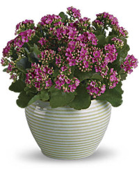 Bountiful Kalanchoe | Mixed Bouquets | Same Day Flower Delivery | Pink | Teleflora