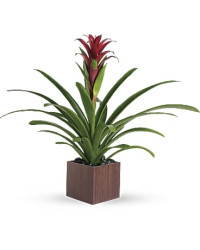 Bromeliad Beauty | Mixed Bouquets | Same Day Flower Delivery | Multi-Colored | Teleflora