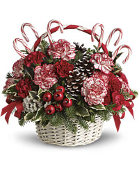 Candy Cane Christmas | Carnations | Same Day Flower Delivery | White | Teleflora