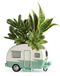 Cool Camper Succulent Garden | Mixed Bouquets | Same Day Flower Delivery | Green | Teleflora