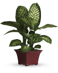 Delightful Dieffenbachia | Mixed Bouquets | Same Day Flower Delivery | Red | Teleflora