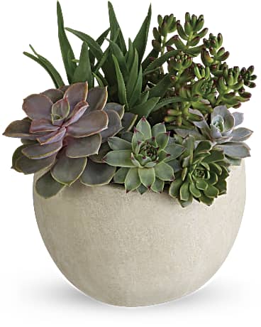 Desert Beauty Succulent Garden | Mixed Bouquets | Same Day Flower Delivery | Green | Teleflora