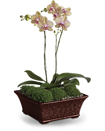 Divine Orchid | Orchids | Same Day Flower Delivery | Purple | Teleflora