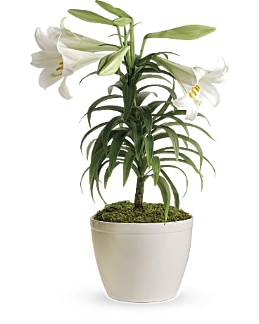 Easter Lily Plant | Mixed Bouquets | Same Day Flower Delivery | White | Teleflora