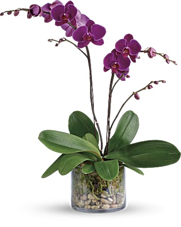 Glorious Gratitude Orchid | Orchids | Same Day Flower Delivery | Purple | Teleflora