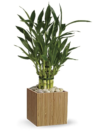 Good Luck Bamboo | Mixed Bouquets | Same Day Flower Delivery | White | Teleflora