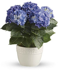 Happy Hydrangea | Hydrangeas | Same Day Flower Delivery | Multi-Colored | Teleflora