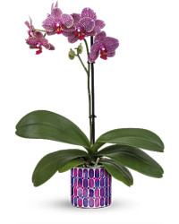 Jewel Shine Orchid | Orchids | Same Day Flower Delivery | Purple | Teleflora