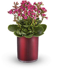 Lovely Kalanchoe Plant | Mixed Bouquets | Same Day Flower Delivery | Pink | Teleflora