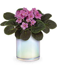 Luminous Leaves Plant | Mixed Bouquets | Same Day Flower Delivery | Green | Teleflora