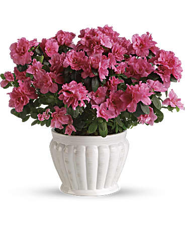 Pretty In Pink Azalea | Mixed Bouquets | Same Day Flower Delivery | Teleflora