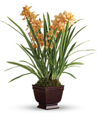 Regally Yours Orchid | Orchids | Same Day Flower Delivery | Orange | Teleflora