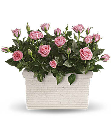 Rose Repose | Roses | Same Day Flower Delivery | Pink | Teleflora