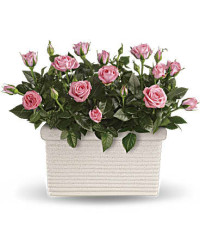 Rose Repose | Roses | Same Day Flower Delivery | Pink | Teleflora