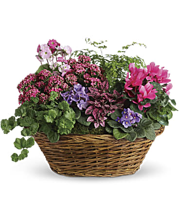 Simply Chic Mixed Plant Basket | Roses | Same Day Flower Delivery | Pink | Teleflora