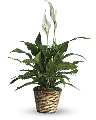 Simply Elegant Spathiphyllum (Peace Lily) | Mixed Bouquets | Same Day Flower Delivery | White | Teleflora