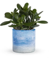 Sky Glass Jade Plant | Mixed Bouquets | Same Day Flower Delivery | Multi-Colored | Teleflora