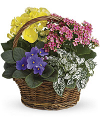 Spring Has Sprung Mixed Basket | Mixed Bouquets | Same Day Flower Delivery | Multi-Colored | Teleflora