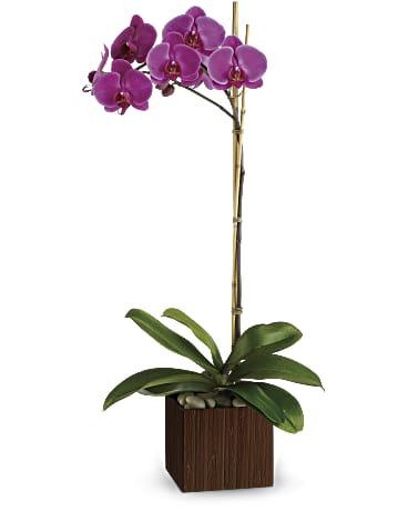 Sublime Orchid | Orchids | Same Day Flower Delivery | Purple | Teleflora