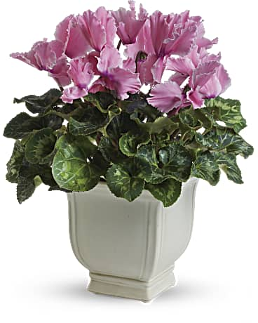 Sunny Cyclamen | Mixed Bouquets | Same Day Flower Delivery | Pink | Teleflora