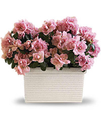 Sweet Azalea Delight | Mixed Bouquets | Same Day Flower Delivery | Pink | Teleflora