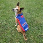 Tailgating Dog's NFL Puffer Vest