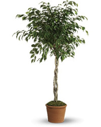 Towering Ficus | Mixed Bouquets | Same Day Flower Delivery | Multi-Colored | Teleflora