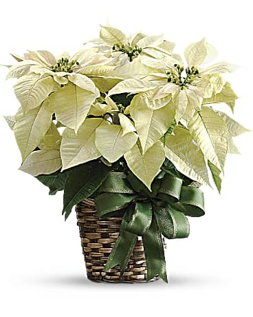 White Poinsettia | Mixed Bouquets | Same Day Flower Delivery | Teleflora