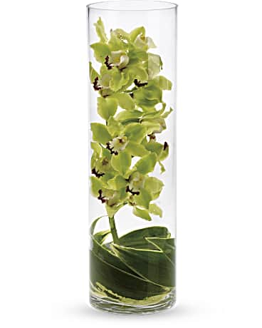 Zensational | Orchids | Same Day Flower Delivery | Green | Teleflora